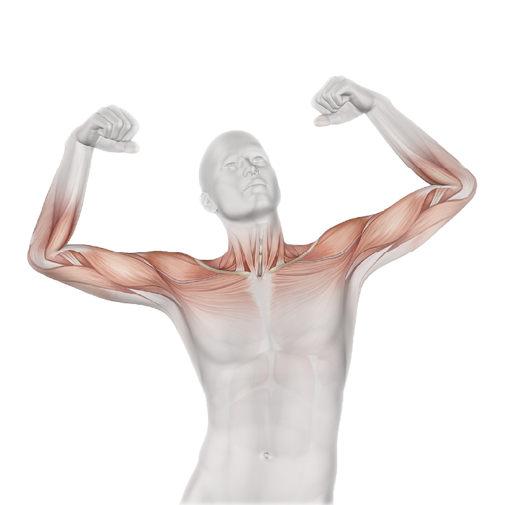 Anatomical illustration of muscle and joint structures.